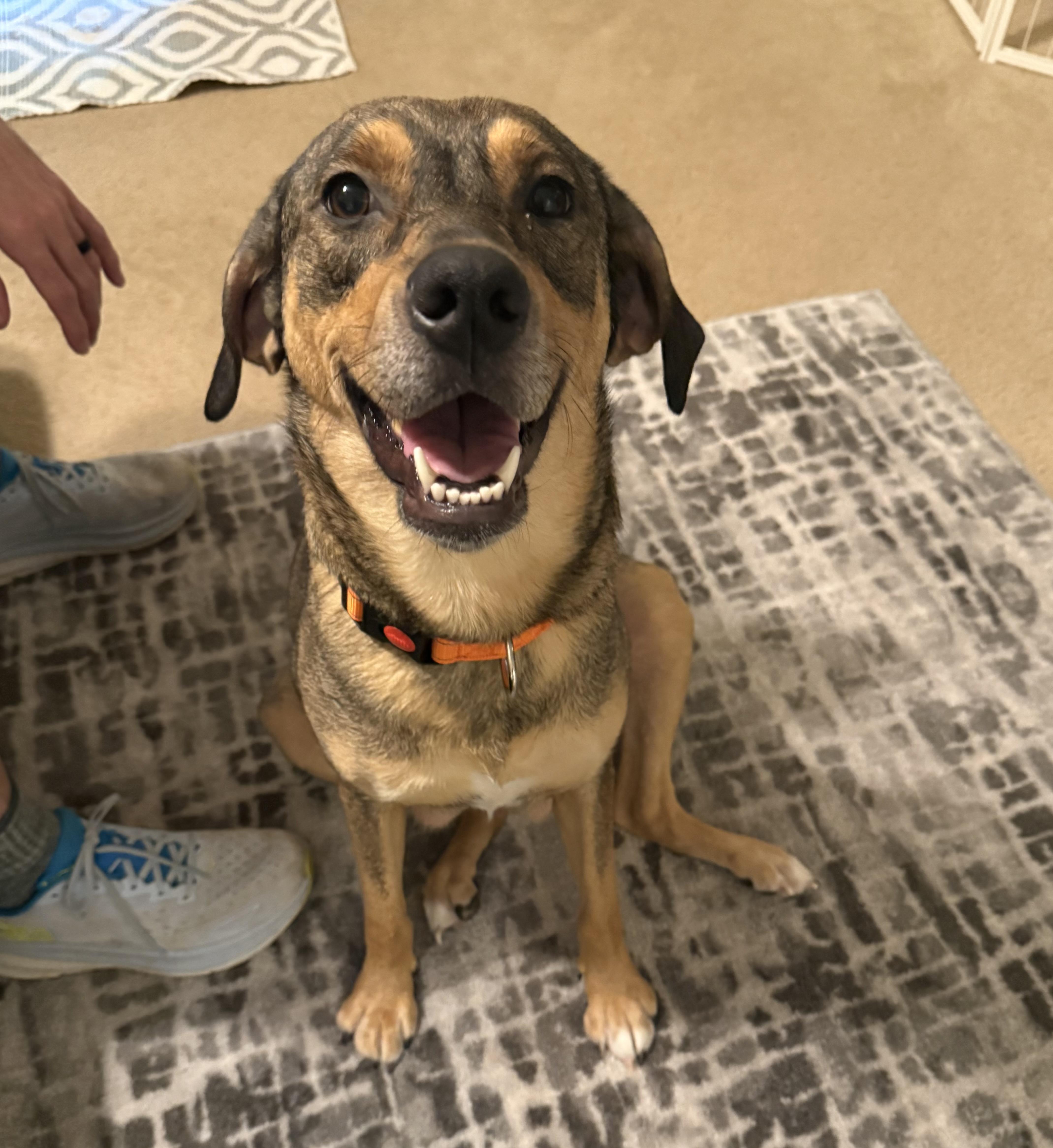 Brandie, a ADOPTABLE mixed breed in Marshall, NC image 6/6
