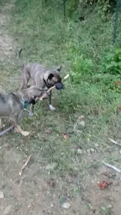 Enlarge Brandie, a ADOPTABLE mixed breed in Marshall, NC video 3/6