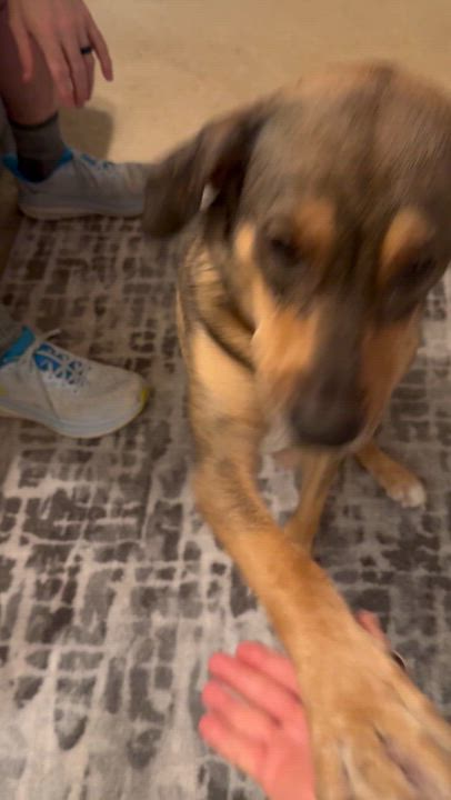 Enlarge Brandie, a ADOPTABLE mixed breed in Marshall, NC video 5/6