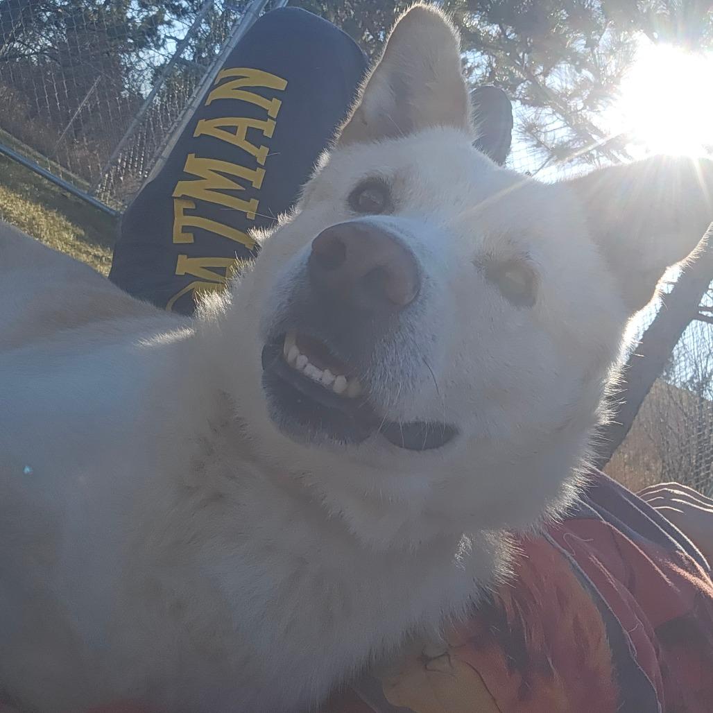 Biscuit, Adoptable, Adult Male Husky & Mixed Breed.