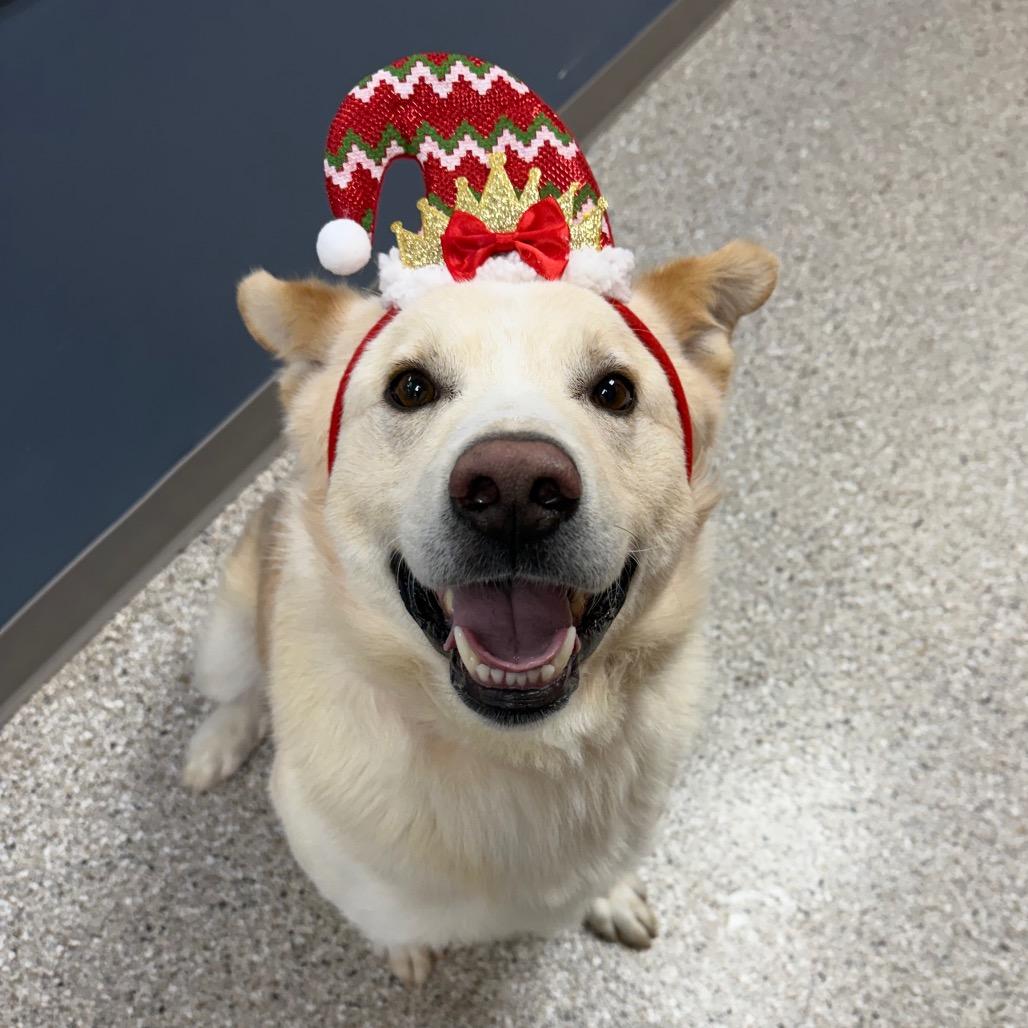 Biscuit, a Adoptable mixed breed image 3/6