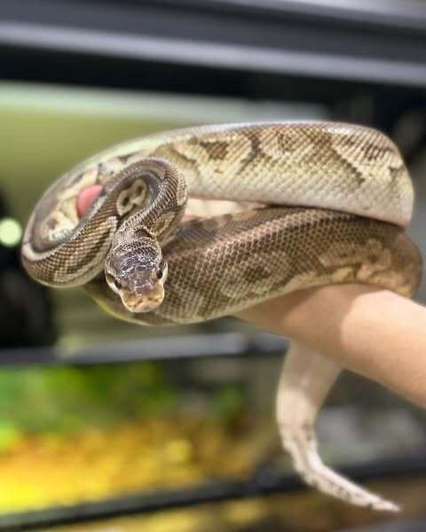 Enlarge Drax, a Adoptable Ball Python in London, ON image 2/2