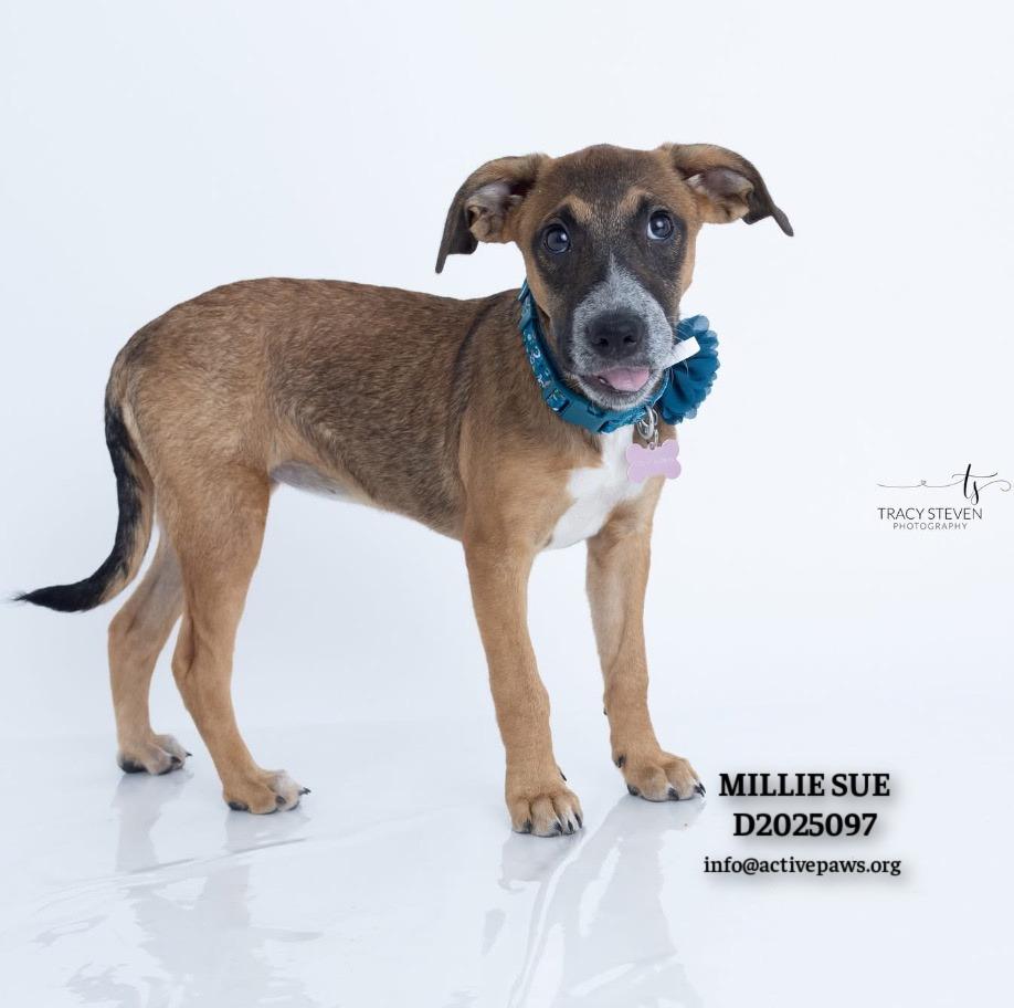 Enlarge Millie Sue, a Adoptable mixed breed in CONROE, TX image 1/6