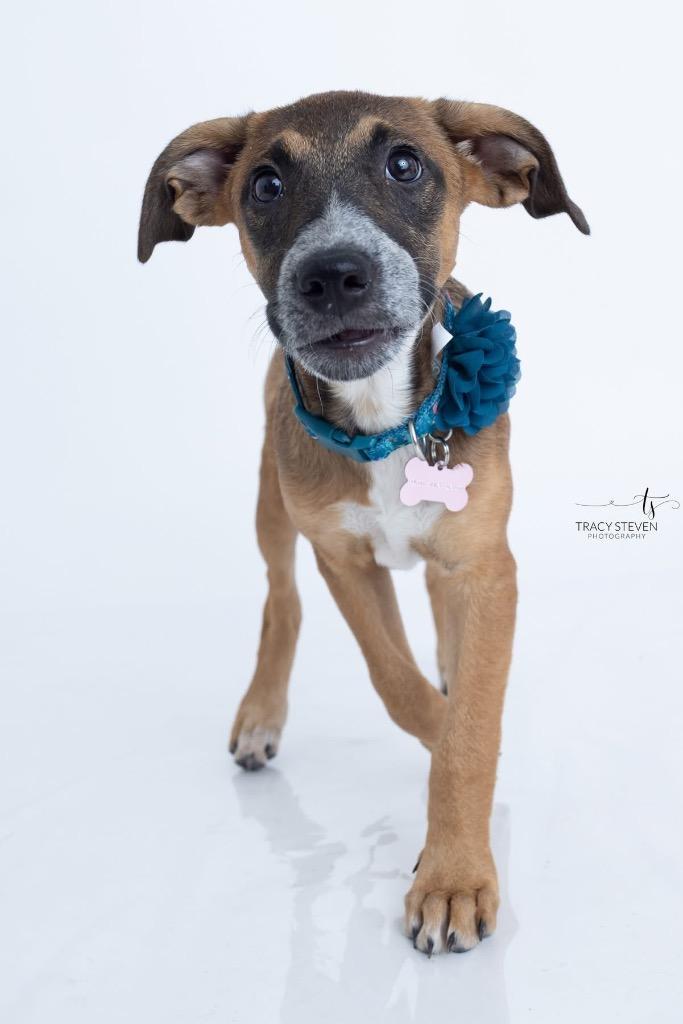 Enlarge Millie Sue, a Adoptable mixed breed in CONROE, TX image 2/6