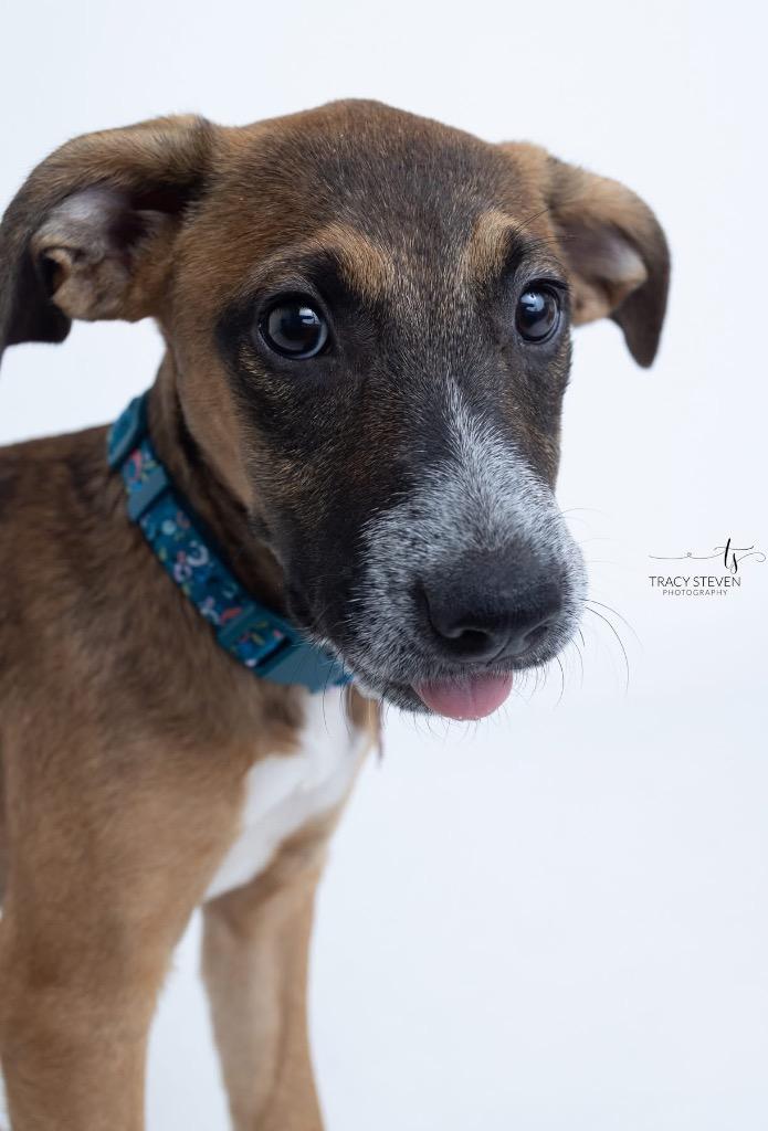 Enlarge Millie Sue, a Adoptable mixed breed in CONROE, TX image 4/6