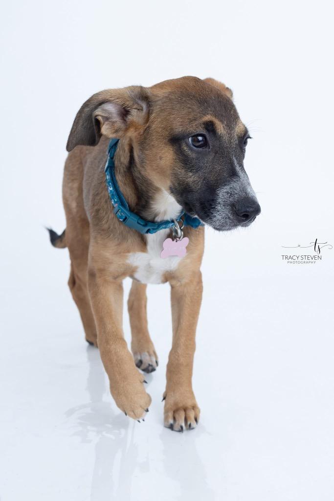 Enlarge Millie Sue, a Adoptable mixed breed in CONROE, TX image 5/6