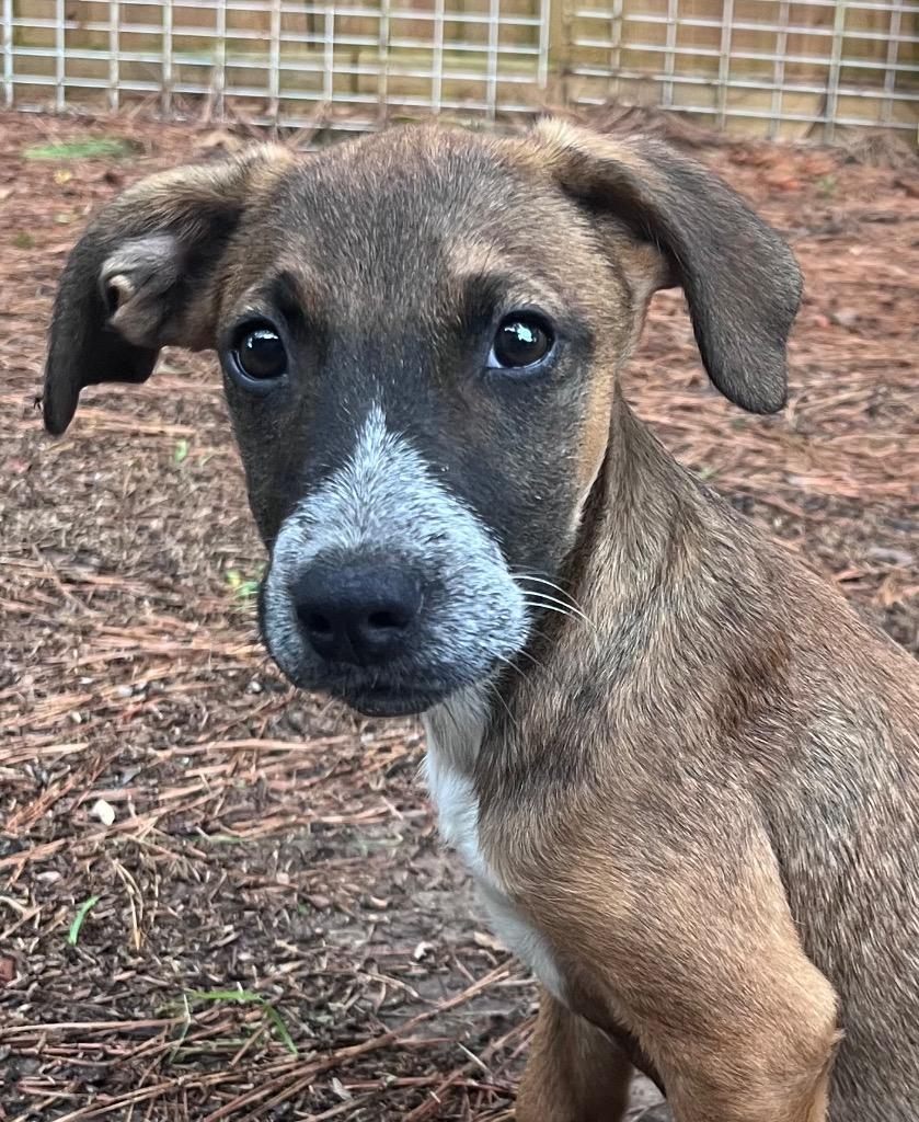 Enlarge Millie Sue, a Adoptable mixed breed in CONROE, TX image 6/6