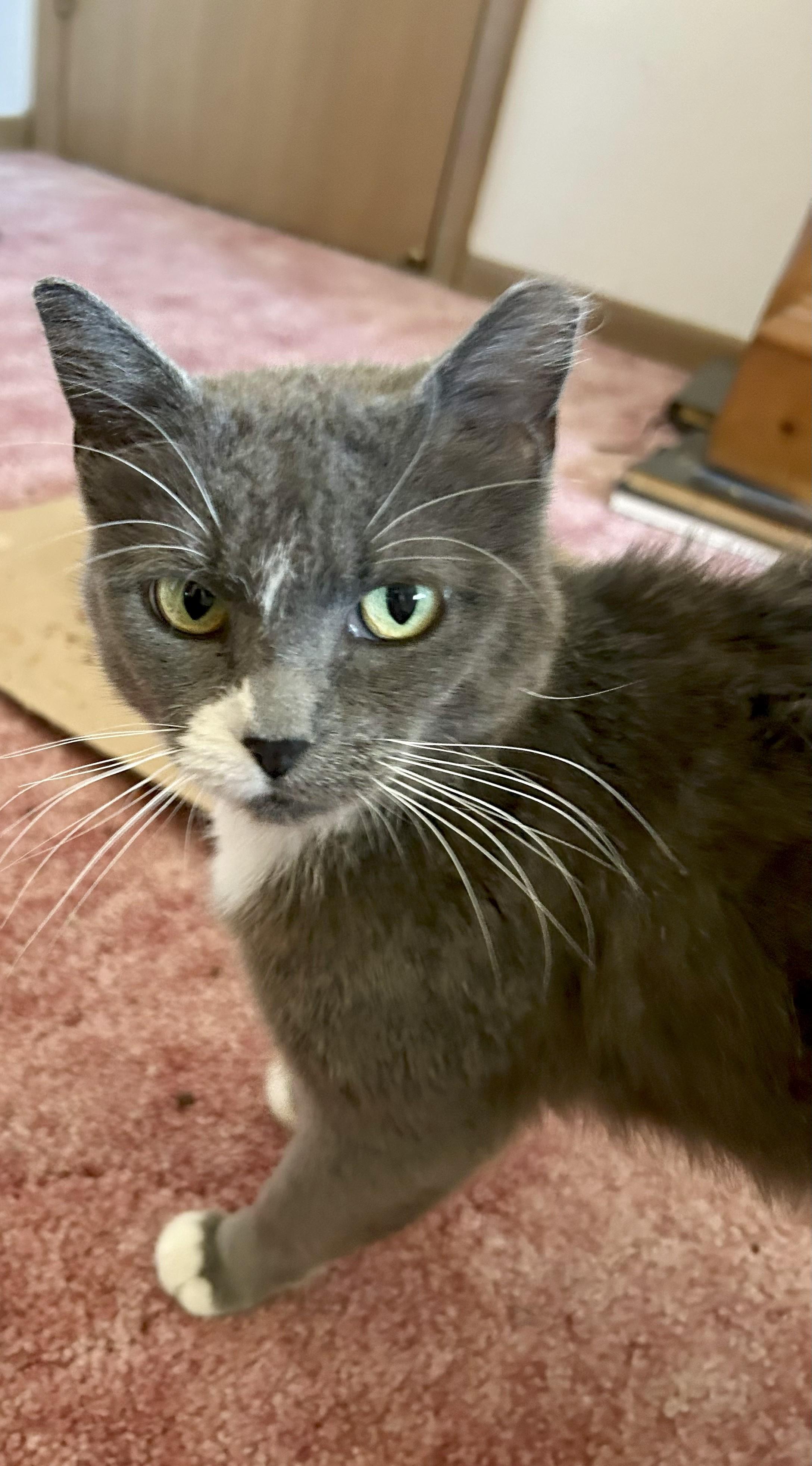 Enlarge Pepper, a Adoptable Domestic Short Hair in Lombard, IL image 3/4