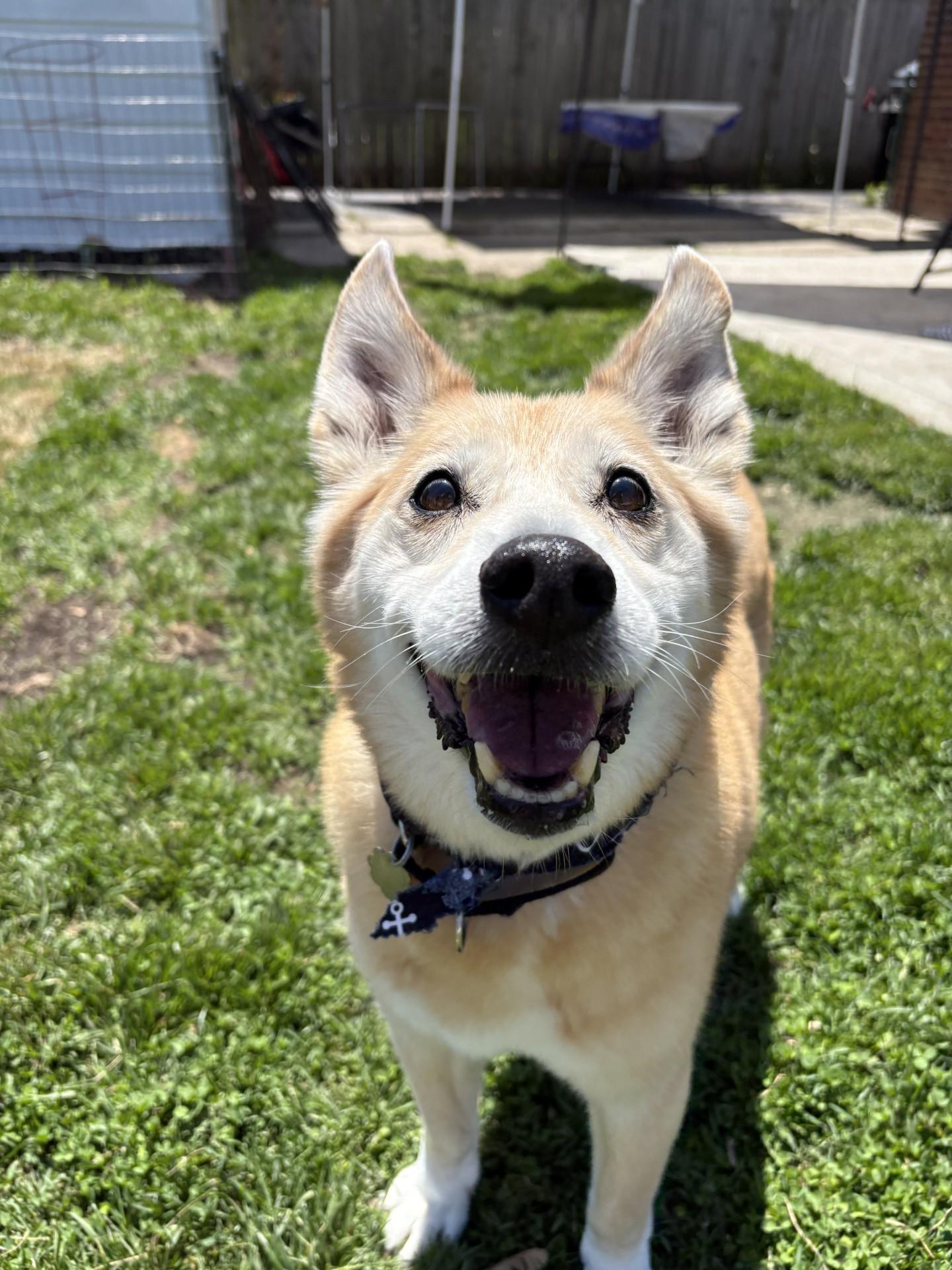 Enlarge Rex, a ADOPTABLE mixed breed in Sterling Heights, MI image 2/4