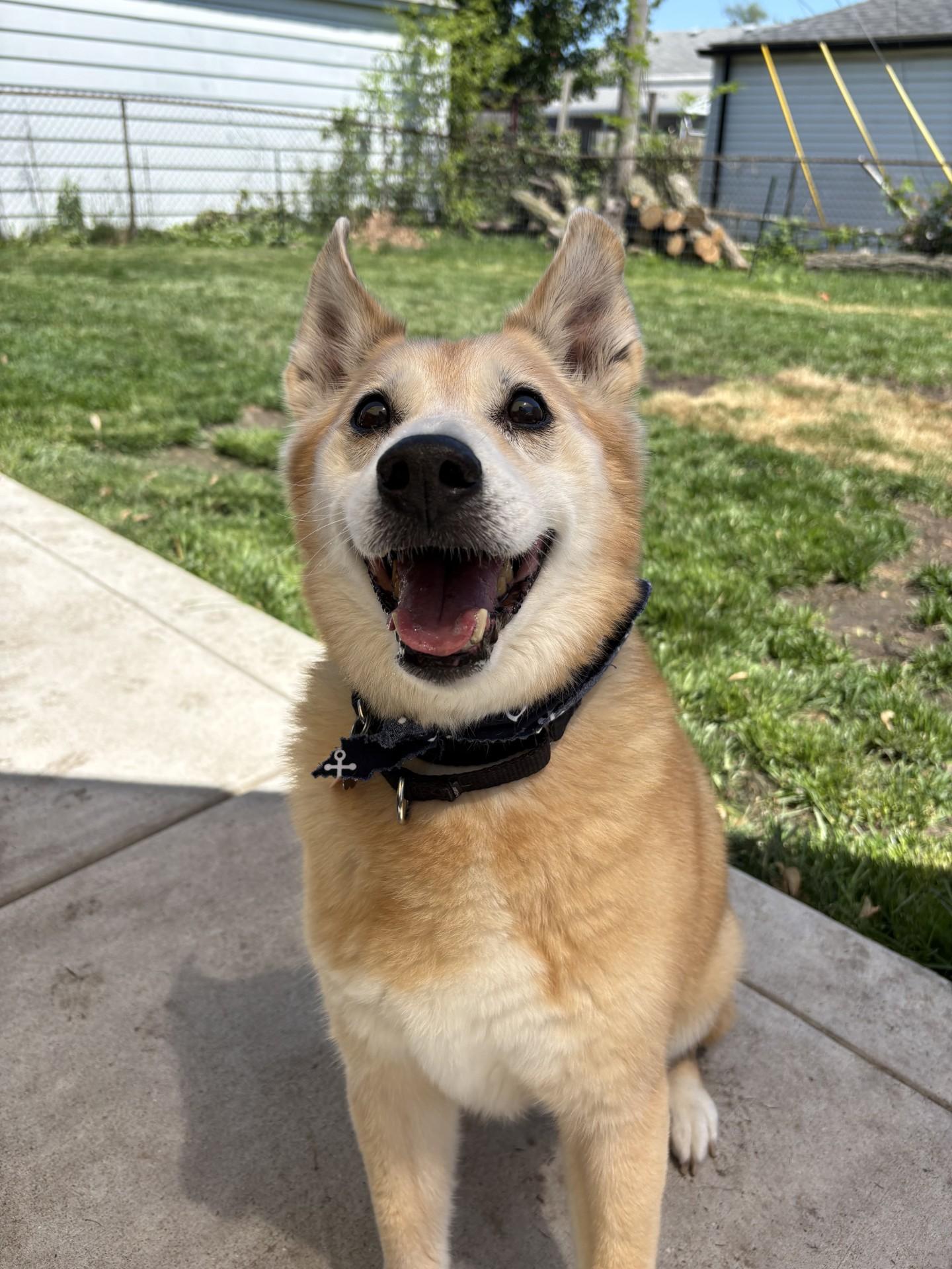 Rex, ADOPTABLE, Senior Male Norwegian Buhund.