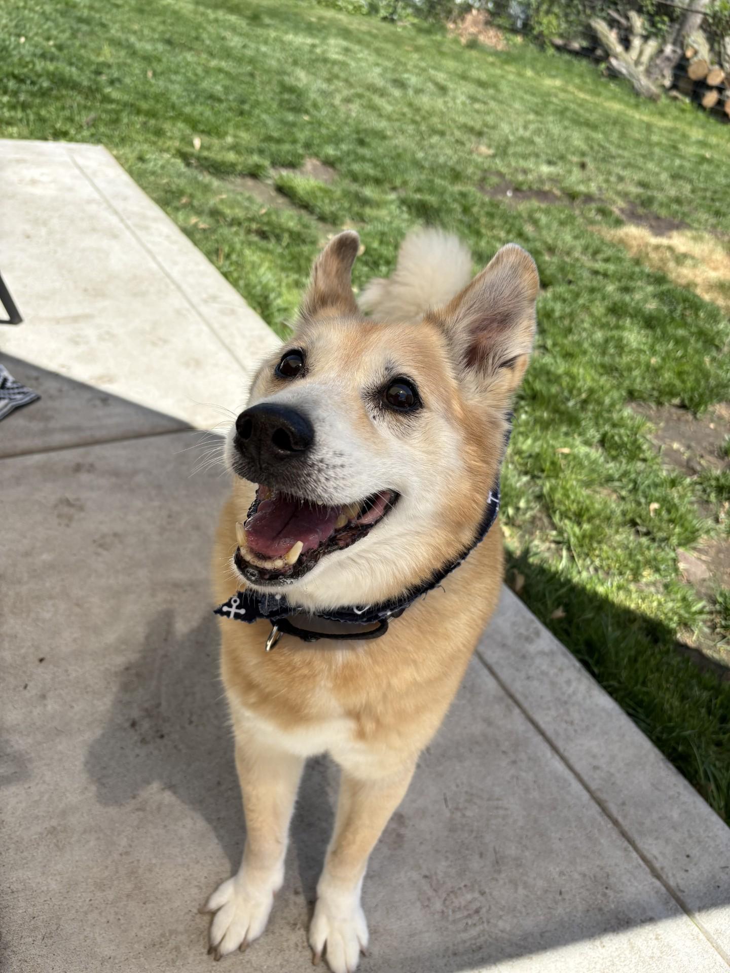 Enlarge Rex, a ADOPTABLE mixed breed in Sterling Heights, MI image 4/4