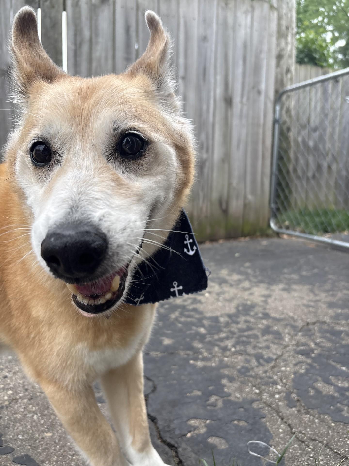 Enlarge Rex, a ADOPTABLE mixed breed in Sterling Heights, MI image 3/4