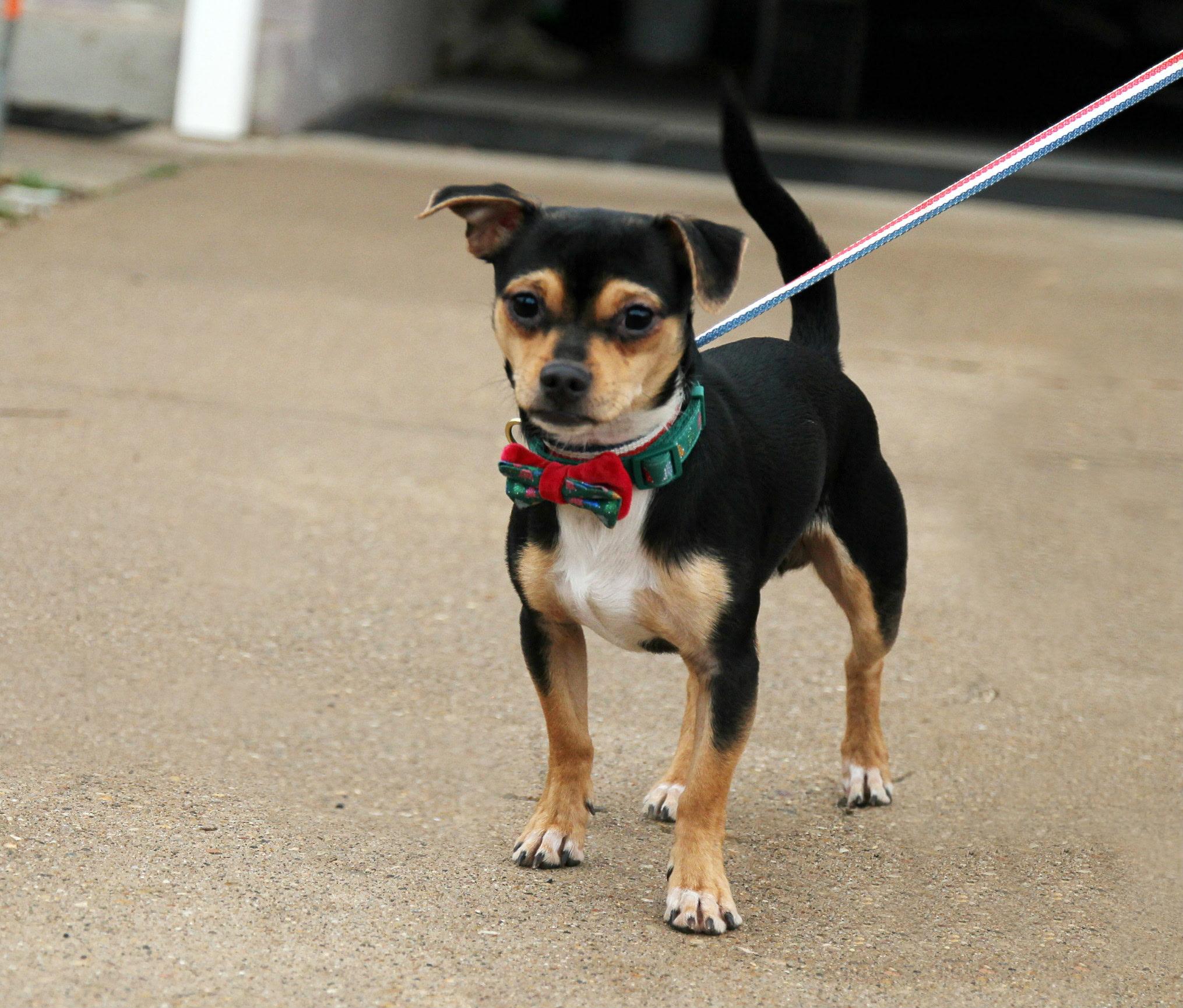 Preston, ADOPTABLE, Young Male Chihuahua.