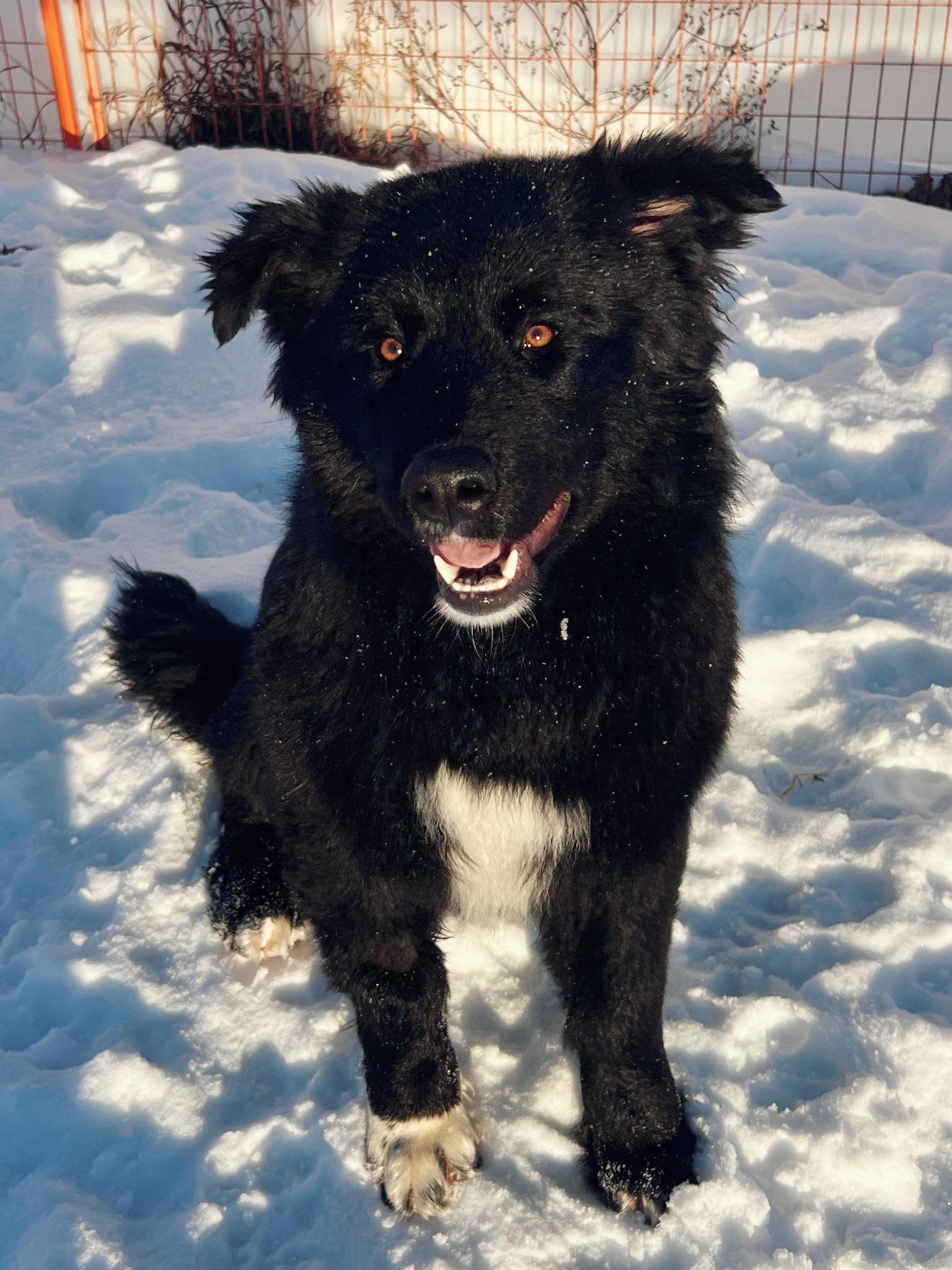 Enlarge Bear, an adopted mixed breed in Peace River, AB image 1/1