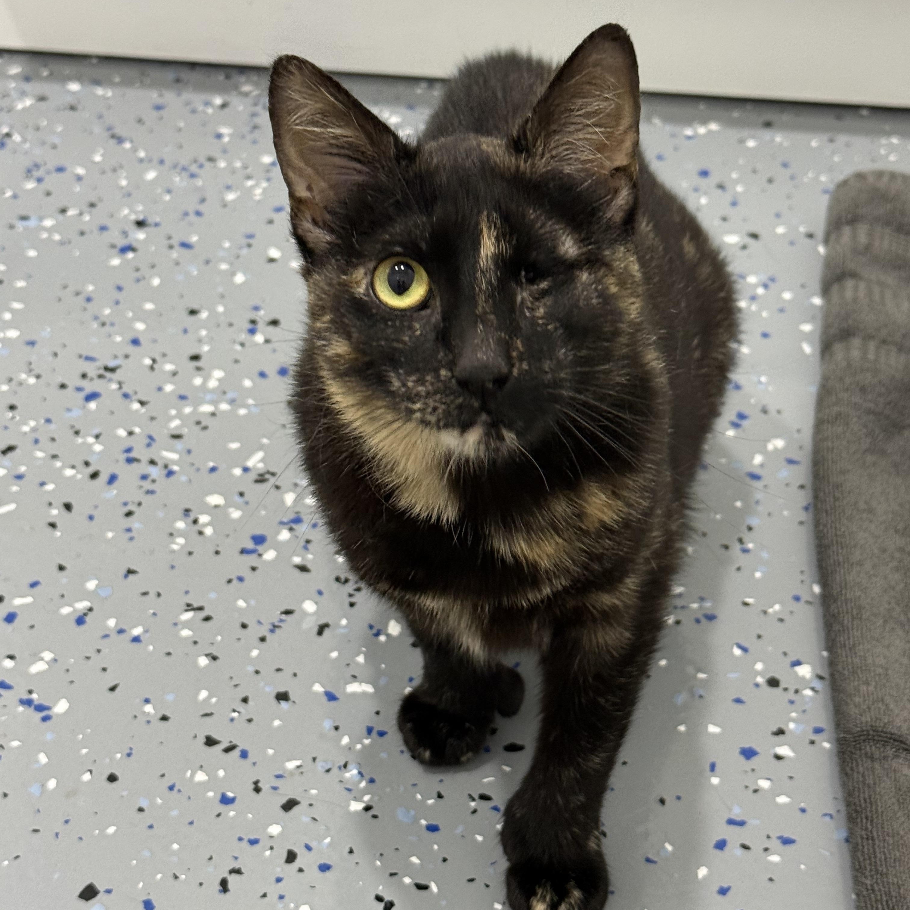 Georgette, ADOPTABLE, Adult Female Domestic Short Hair.