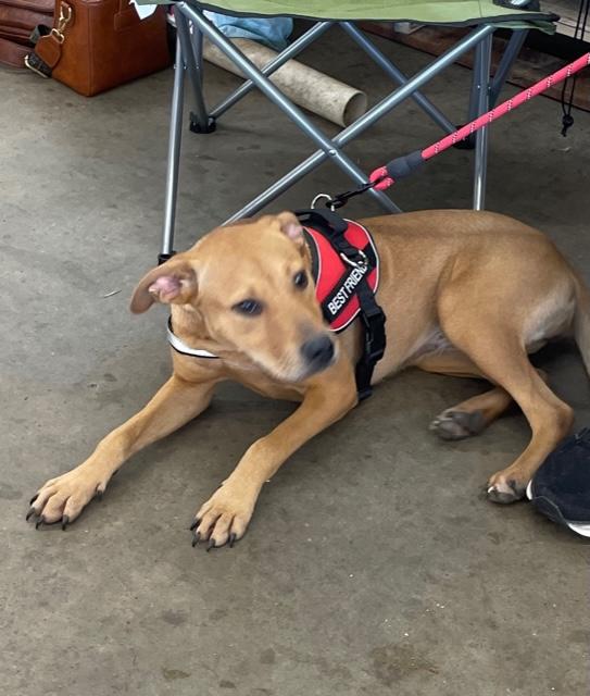 Carmel, a Adoptable mixed breed in Cairo, GA image 1/4