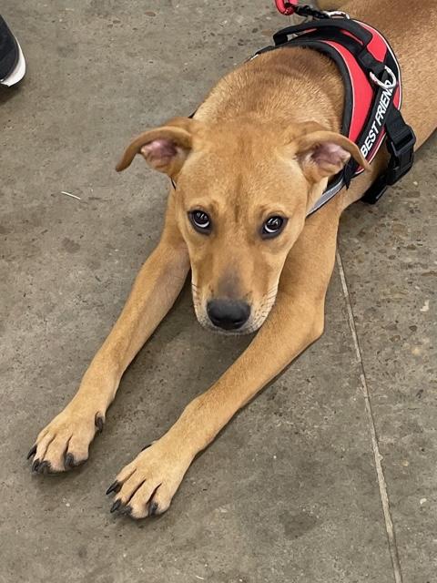 Carmel, a Adoptable mixed breed in Cairo, GA image 2/4