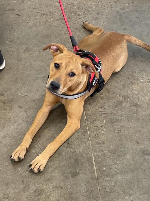 Carmel, a Adoptable mixed breed in Cairo, GA image 4/4