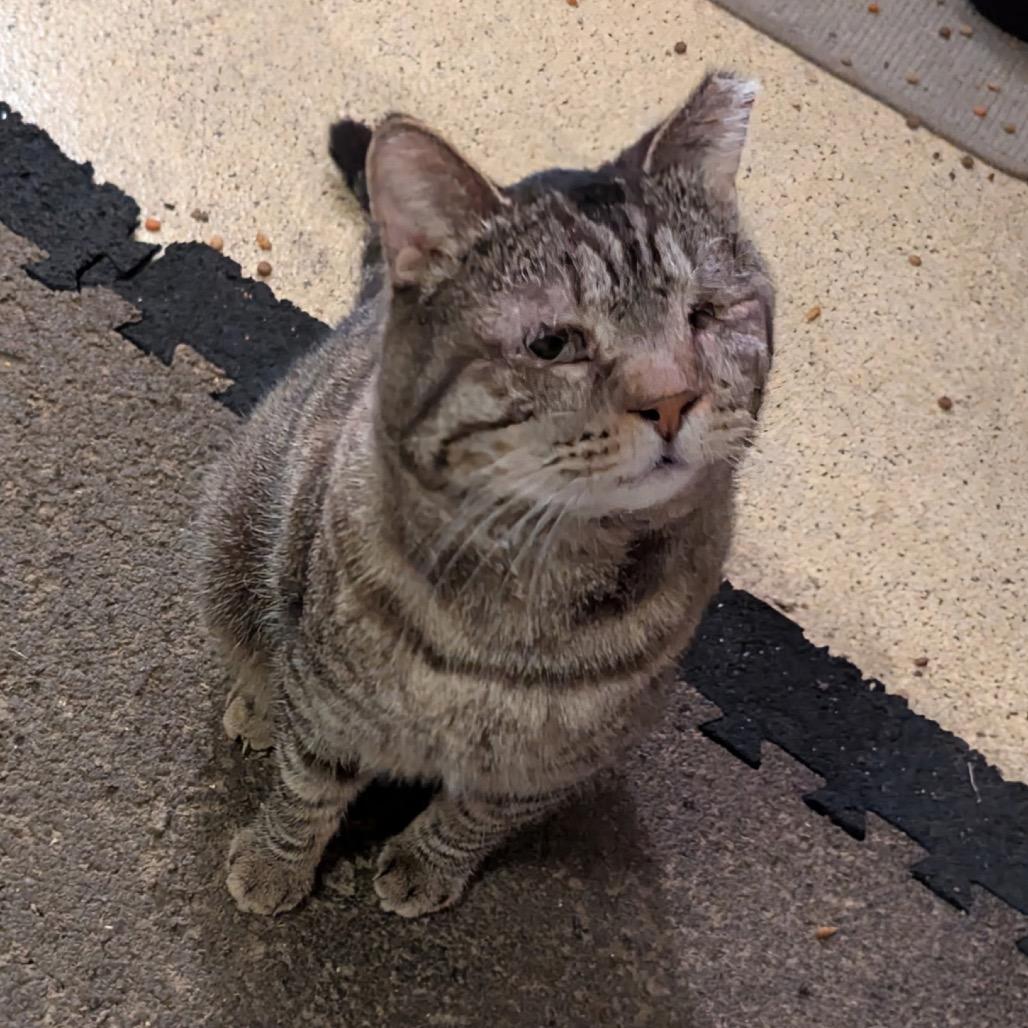 Michael Jordan (MJ) — thumbnail 2