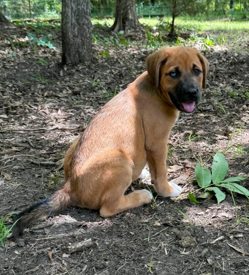 Enlarge Sirena, a Adopted mixed breed in Waynesville, GA image 1/6
