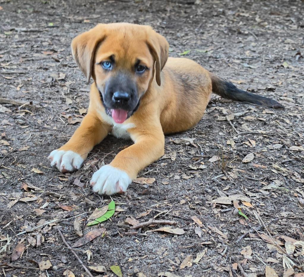 Enlarge Sirena, a Adopted mixed breed in Waynesville, GA image 4/6