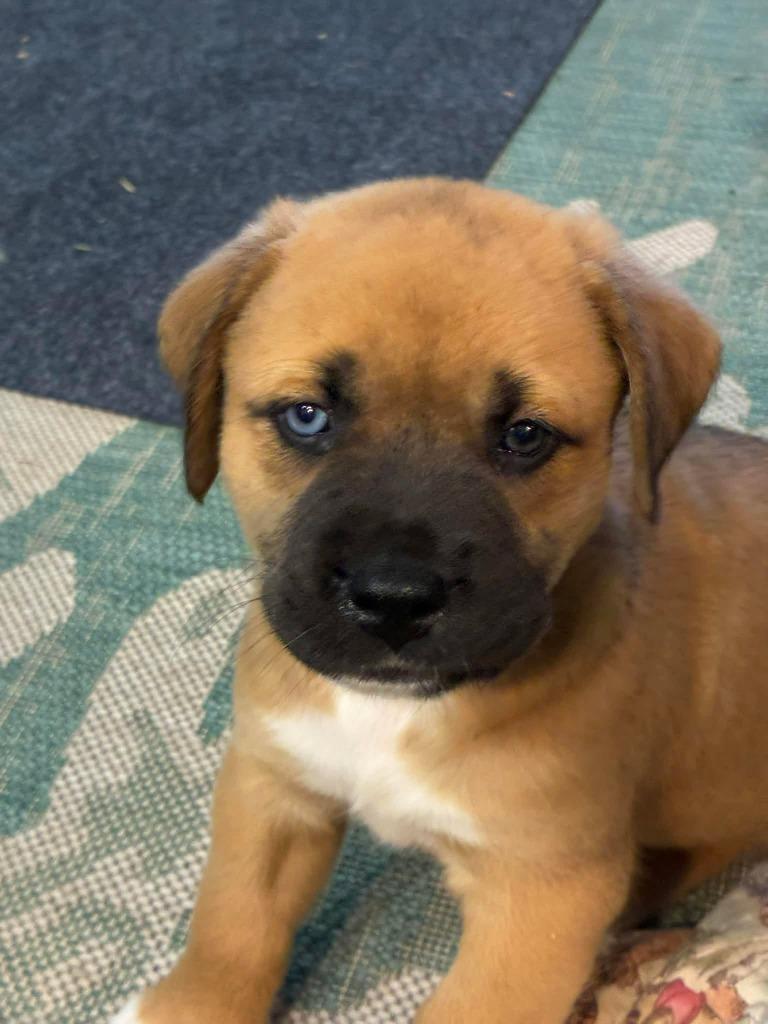 Enlarge Sirena, a Adopted mixed breed in Waynesville, GA image 5/6