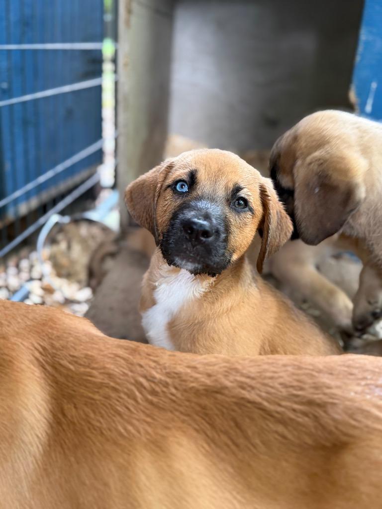 Enlarge Sirena, a Adopted mixed breed in Waynesville, GA image 6/6