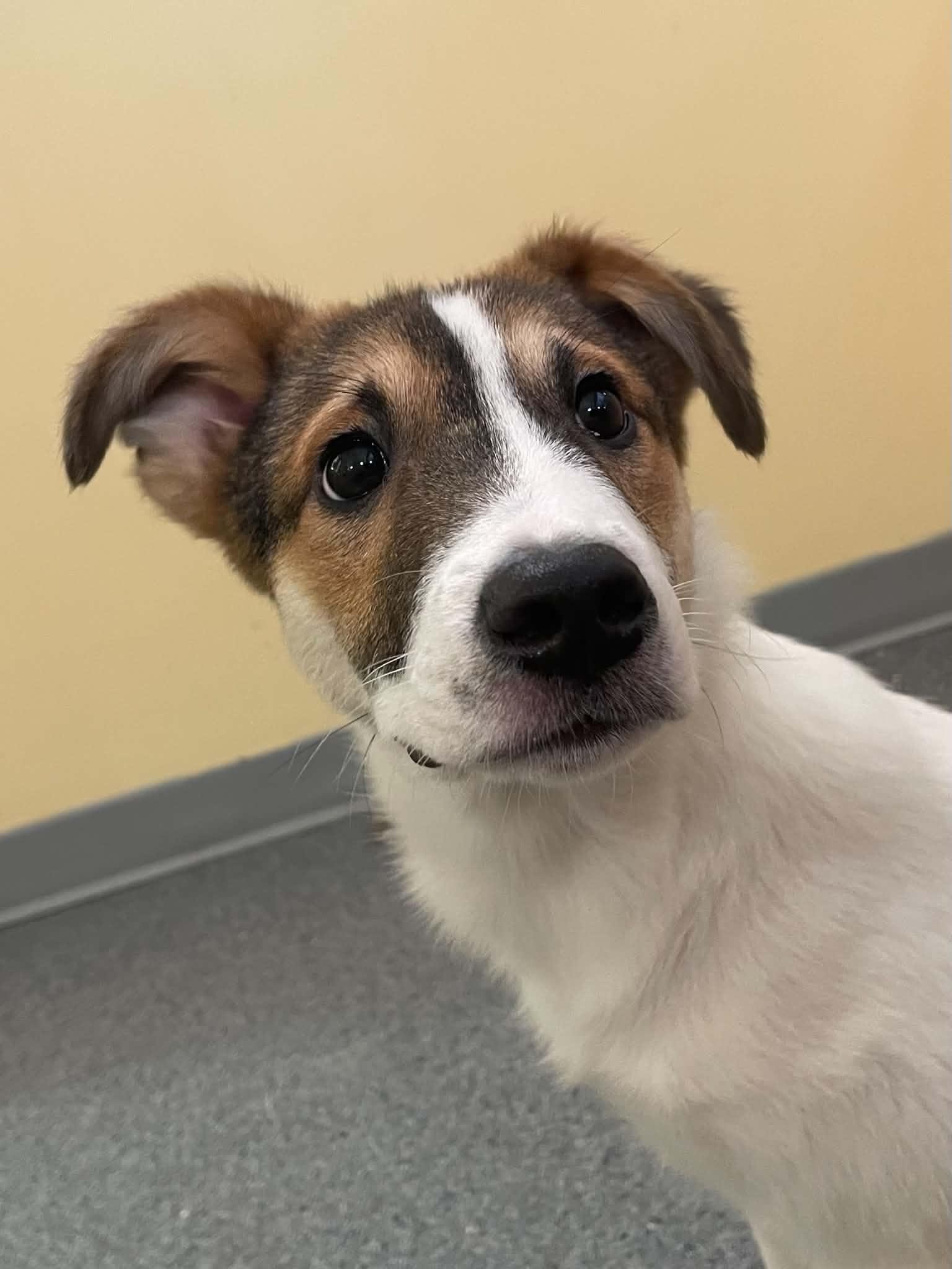 Birch, Adopted, Young Male Shepherd.