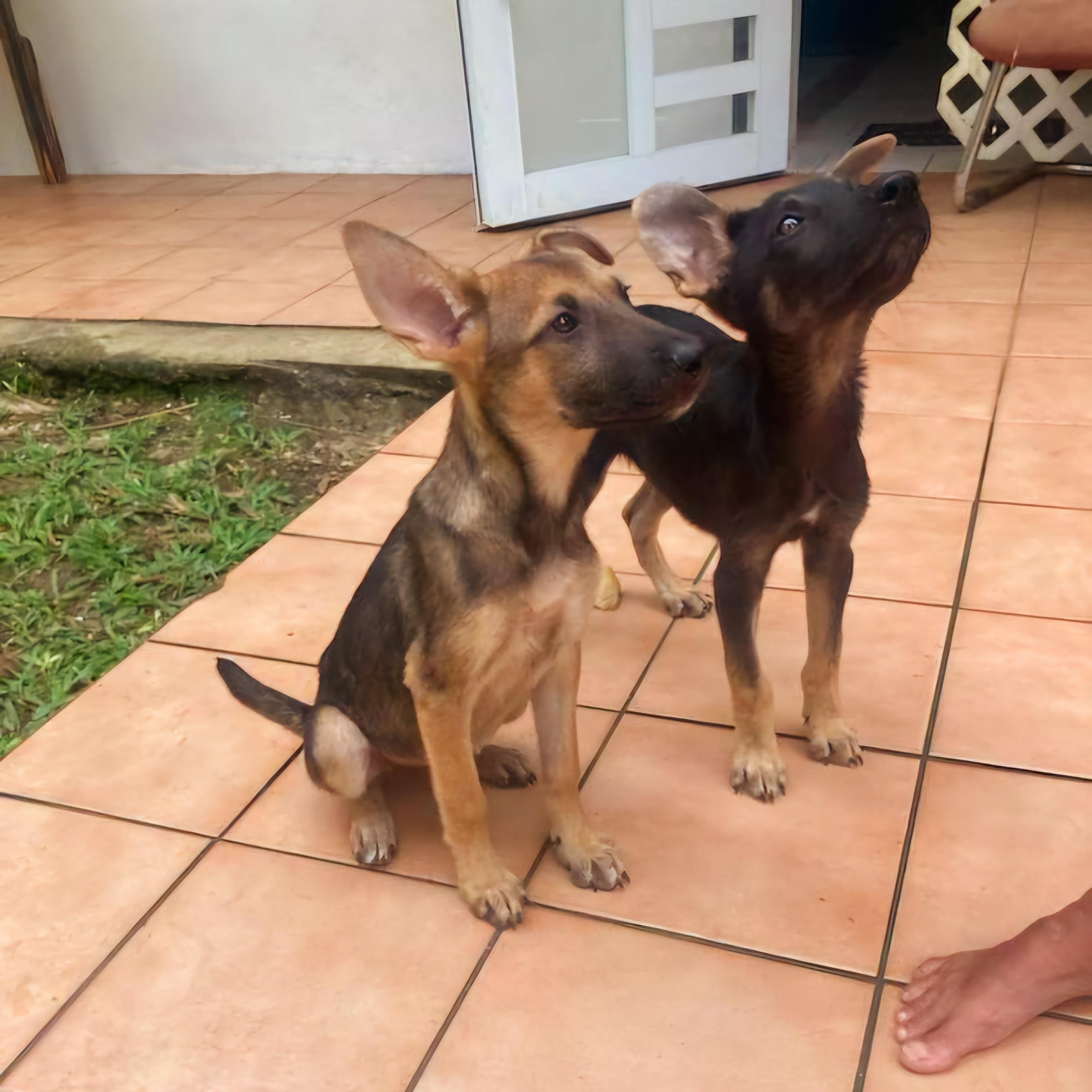 Hanzel "your Buddy." thumbnail 2