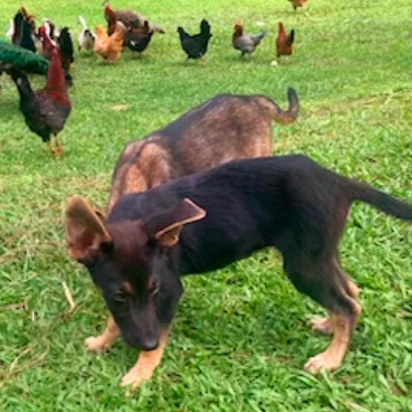 Enlarge HANZEL "Your buddy." (Currently in Puerto Rico), a Adoptable mixed breed in New York, NY image 3/5