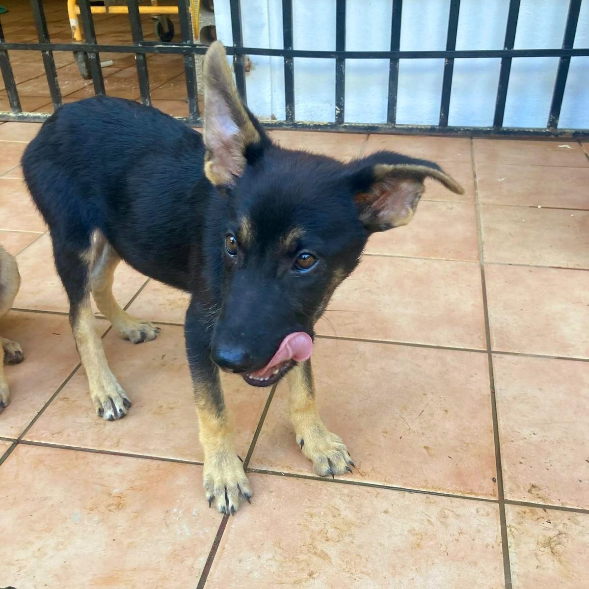 Enlarge HANZEL "Your buddy." (Currently in Puerto Rico), a Adoptable mixed breed in New York, NY image 4/5