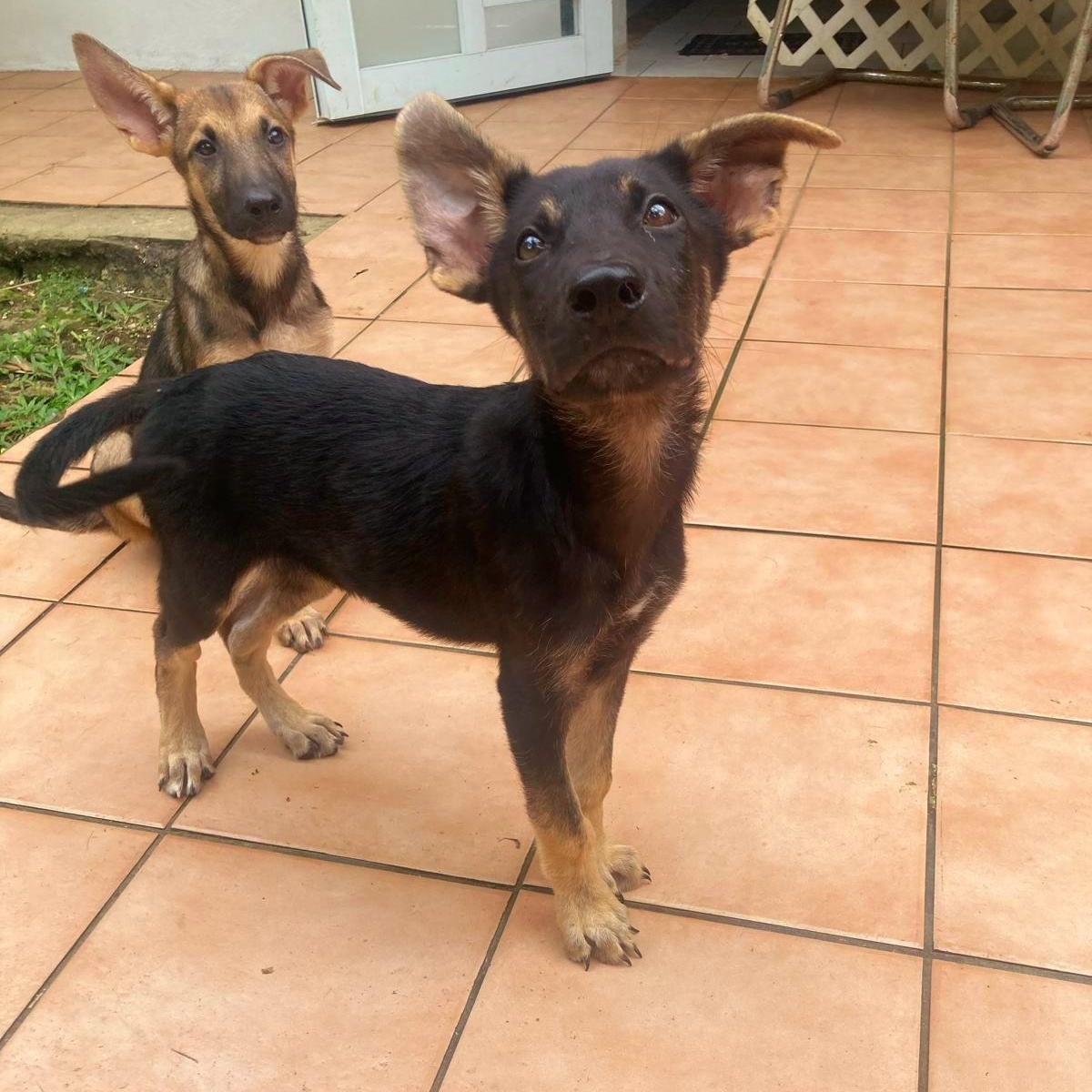 Enlarge HANZEL "Your buddy." (Currently in Puerto Rico), a Adoptable mixed breed in New York, NY image 1/5