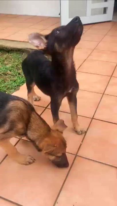 Enlarge HANZEL "Your buddy." (Currently in Puerto Rico), a Adoptable mixed breed in New York, NY video 2/5