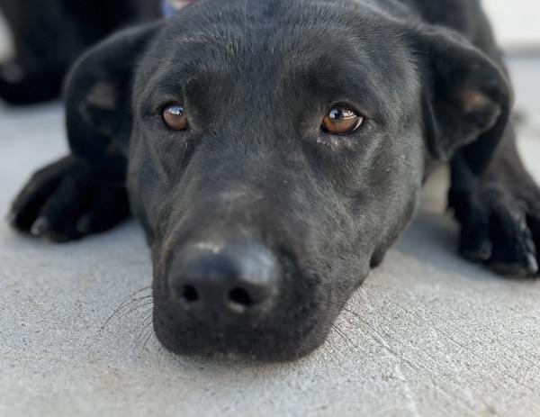 Enlarge Carbon, a Adoptable mixed breed in Victorville, CA image 1/1