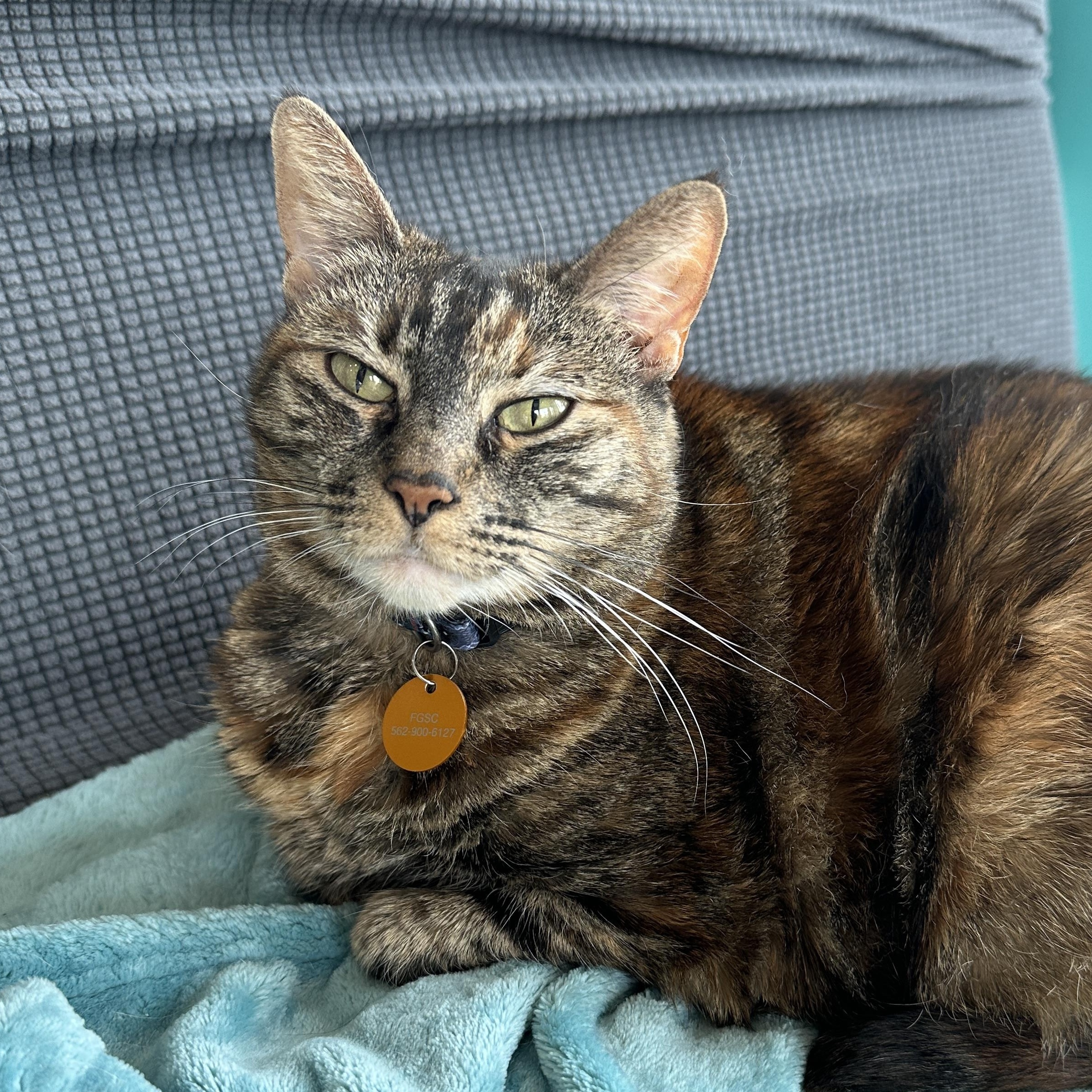 Enlarge Lady Nibblesworth of Downtown, a Adoptable Tortoiseshell in Long Beach, CA image 1/3