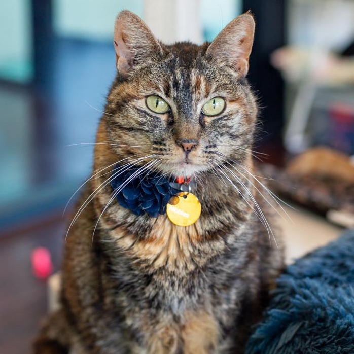 Enlarge Lady Nibblesworth of Downtown, a Adoptable Tortoiseshell in Long Beach, CA image 2/3
