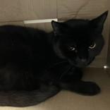 Gertie, ADOPTABLE, Adult Female Domestic Short Hair.