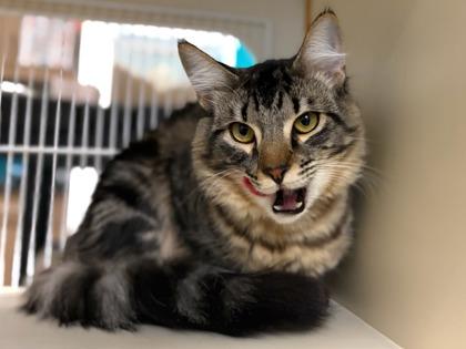 Terry, Adoptable, Young Male Domestic Medium Hair & Domestic Short Hair.
