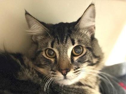 Terry, Adoptable, Young Male Domestic Medium Hair & Domestic Short Hair.