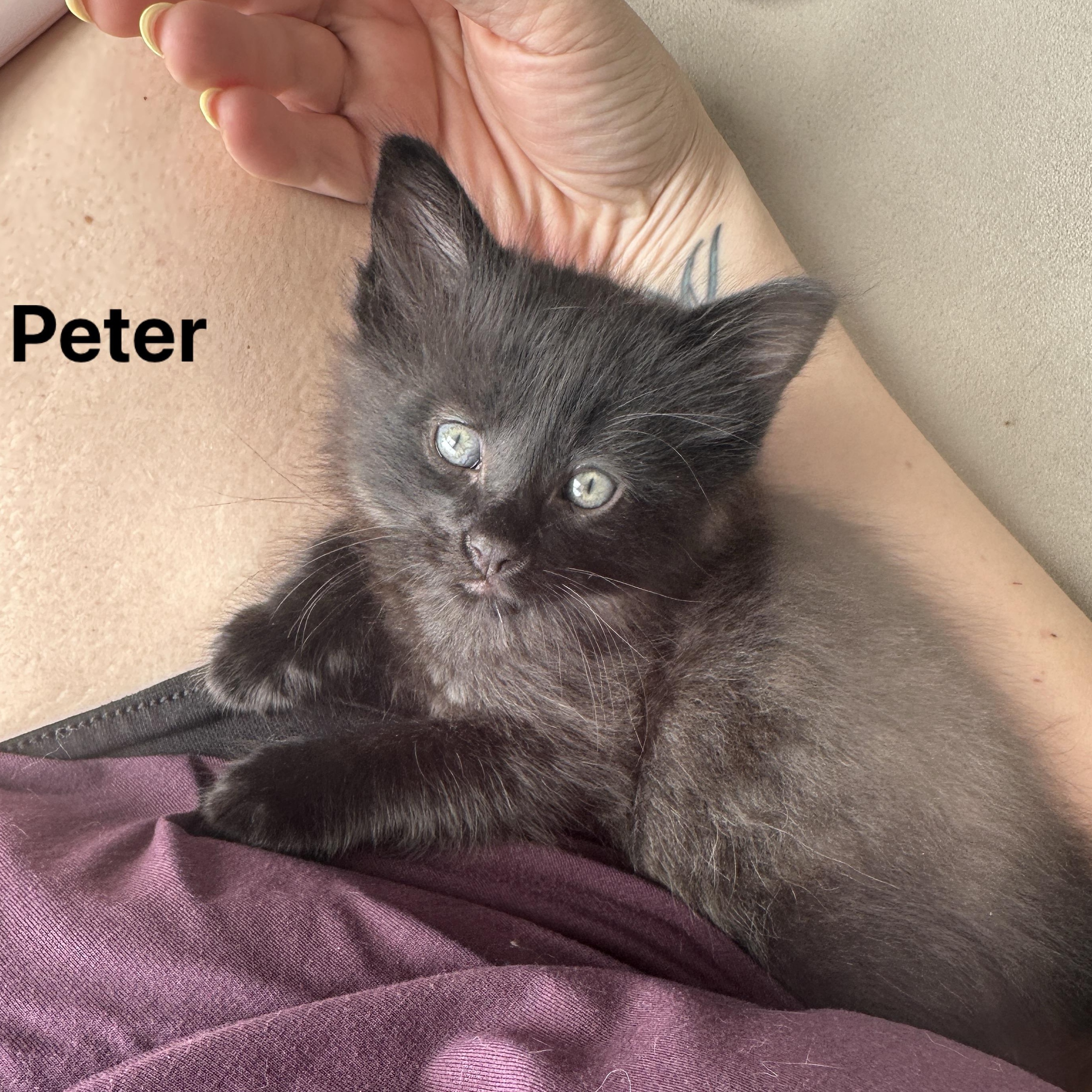 Peter, an adopted mixed breed in richmond, CA image 2/4