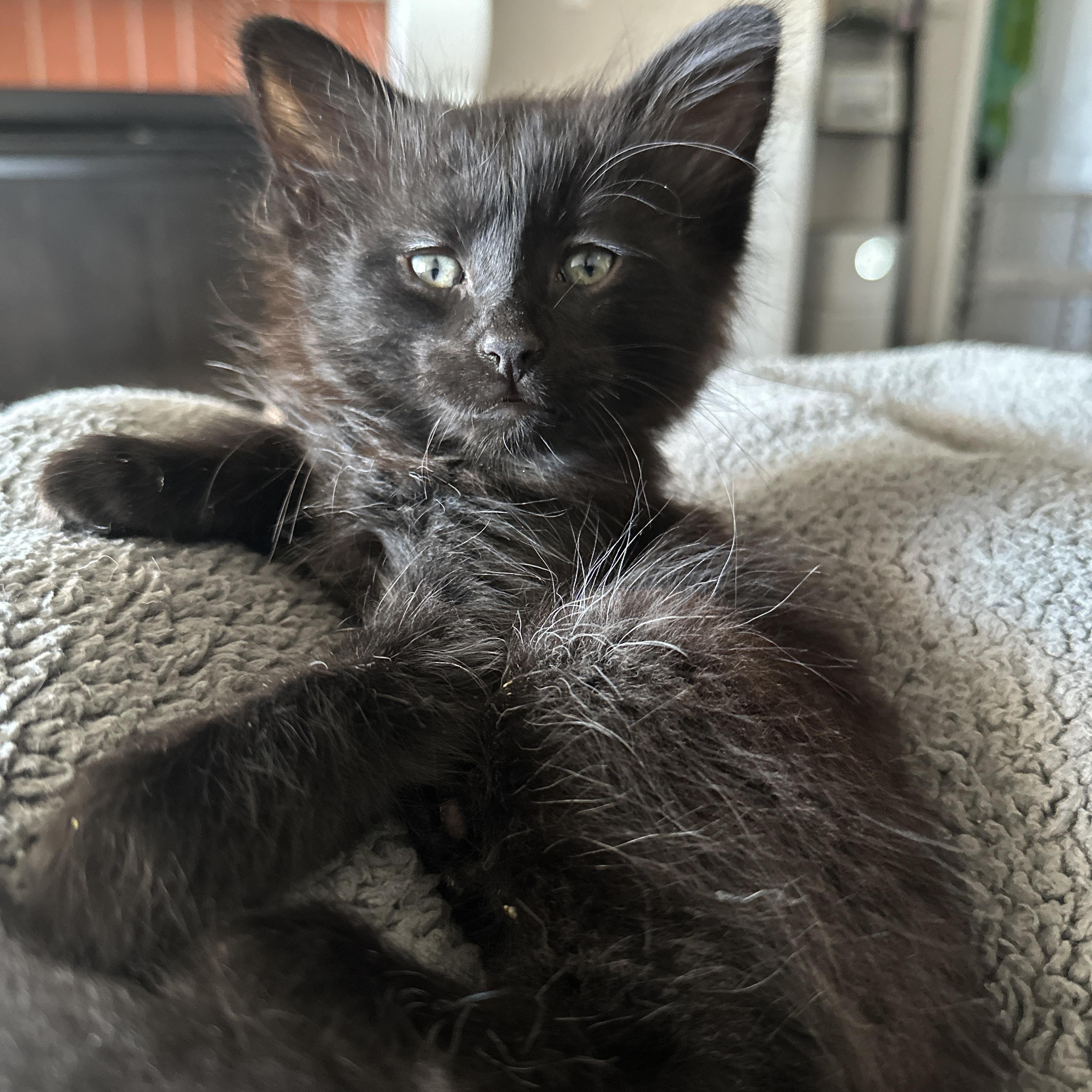 Peter, adopted, Kitten Male Domestic Medium Hair & Maine Coon.