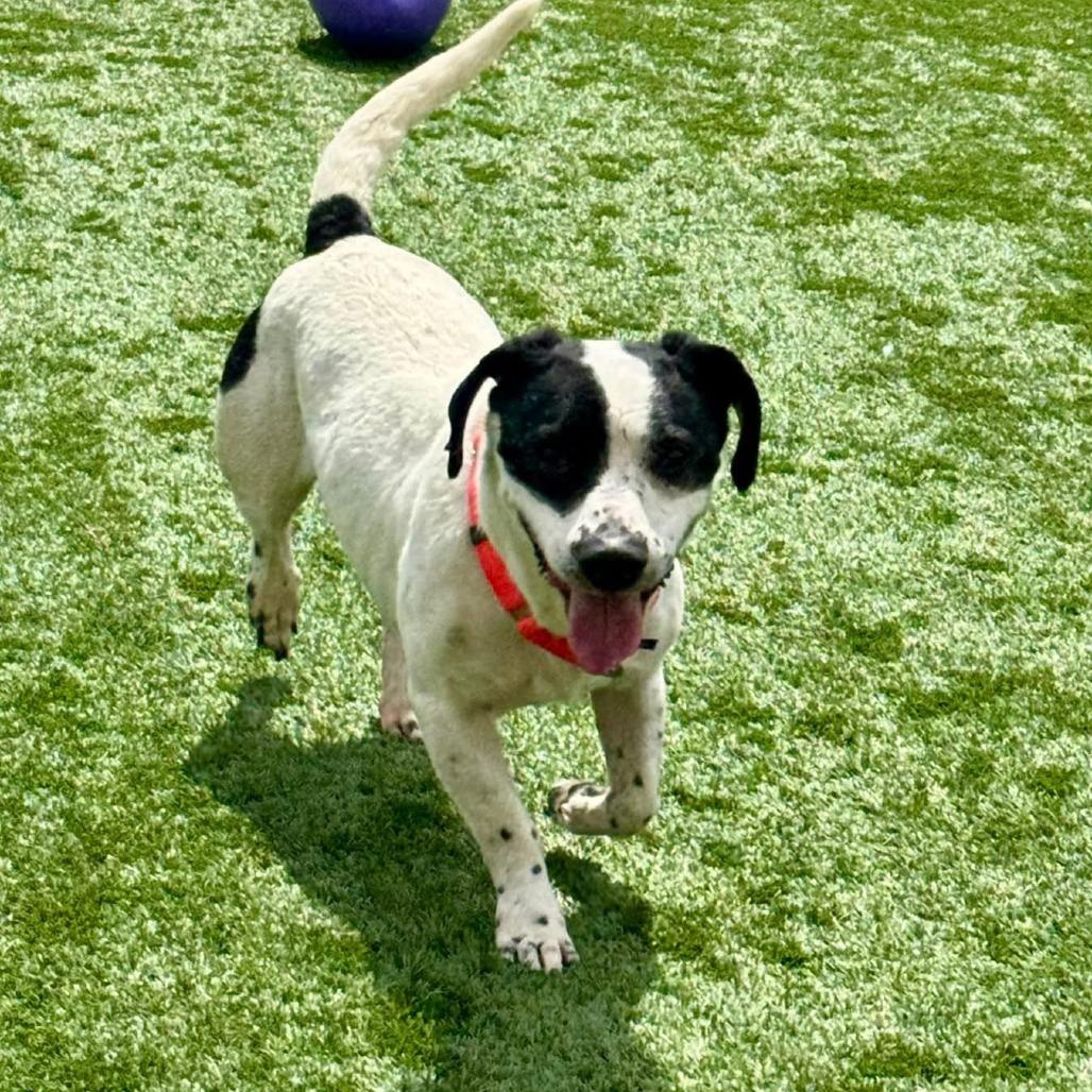 Snoopy - Adoptable Pet | Petfinder