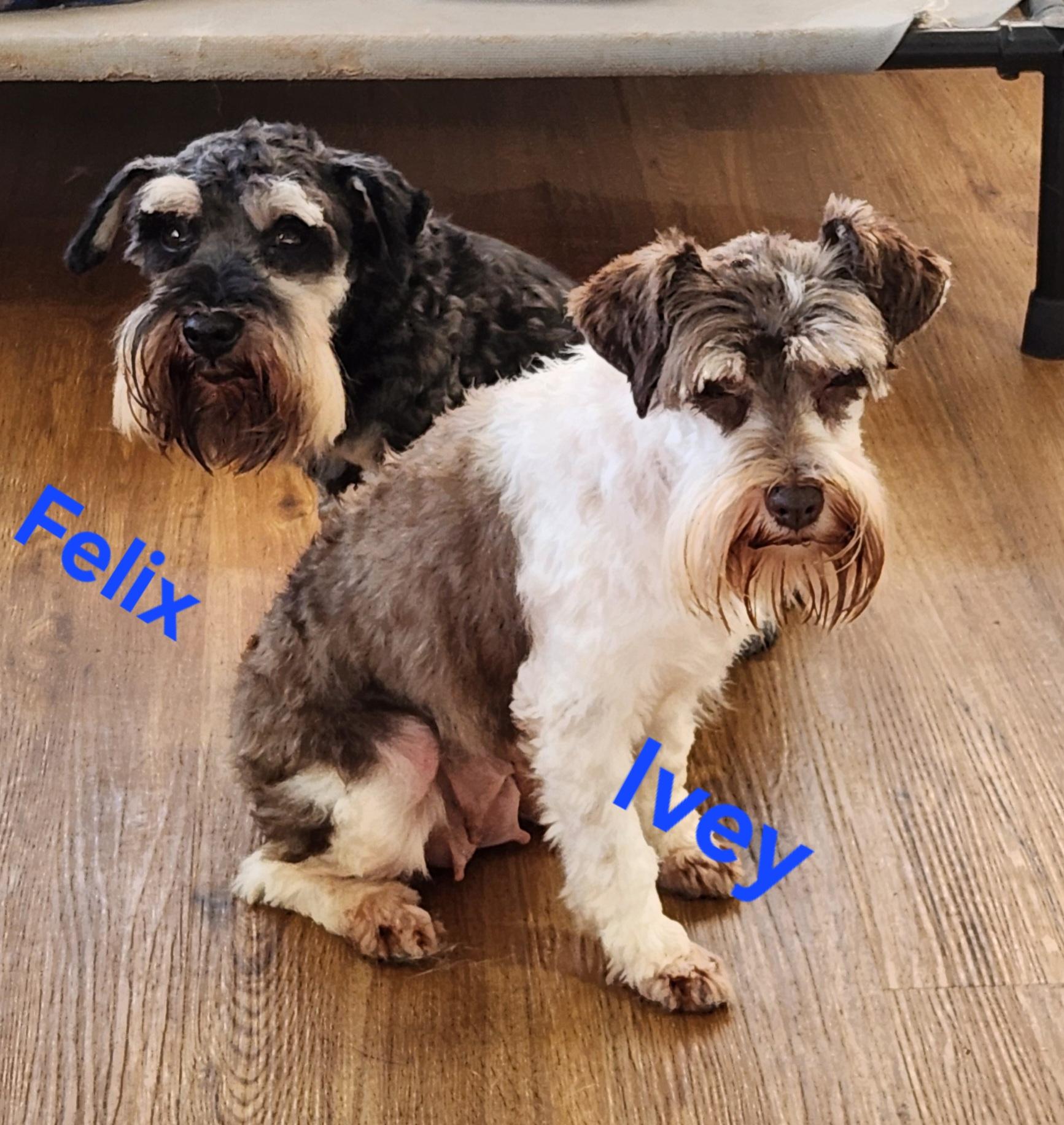 Enlarge Felix, a Adoptable Miniature Schnauzer in North Augusta, SC image 1/1