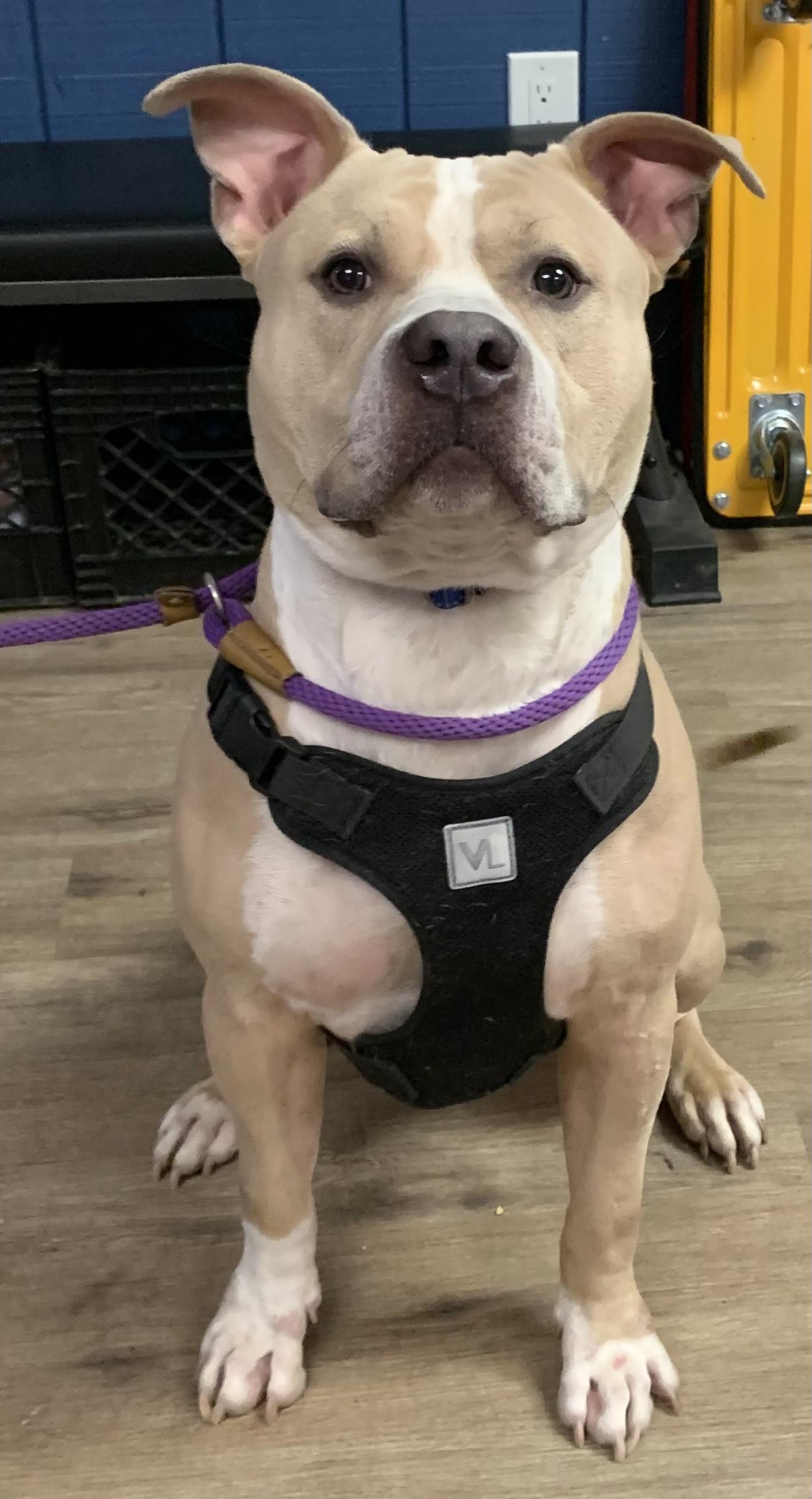 Parker , ADOPTABLE, Adult Male Mixed Breed.