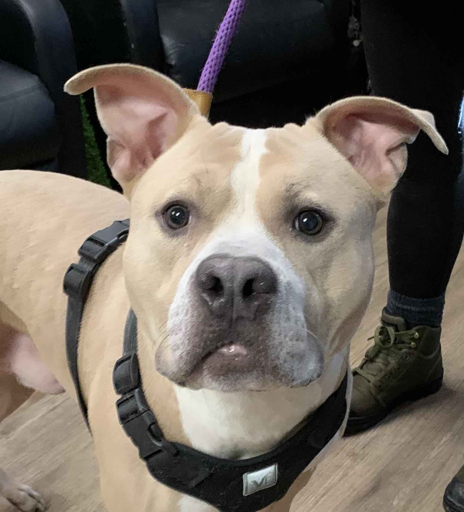 Parker , a ADOPTABLE Mixed Breed in McKeesport, PA image 2/6