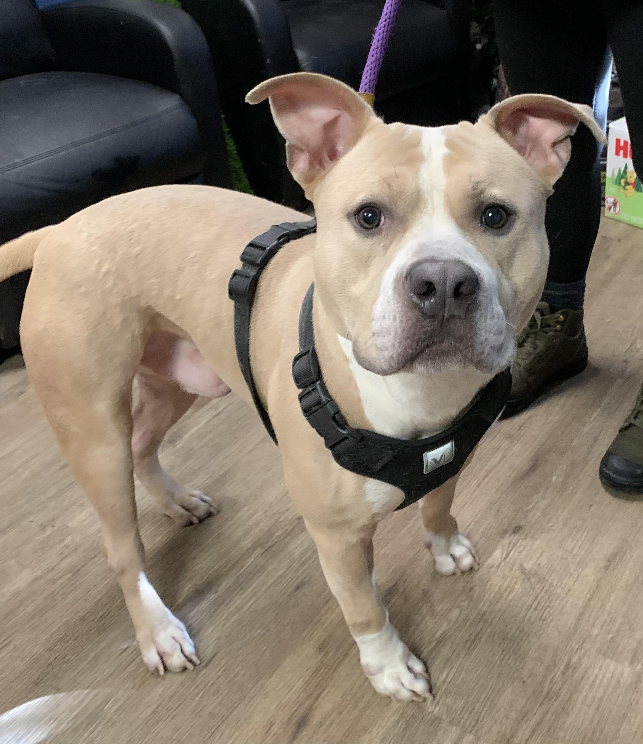 Parker , a ADOPTABLE Mixed Breed in McKeesport, PA image 4/6