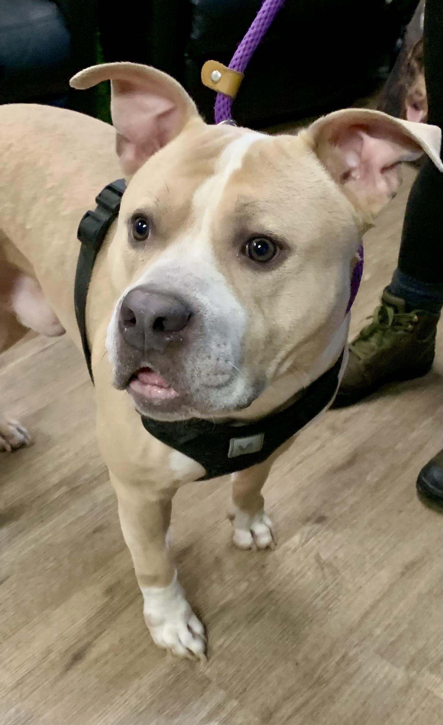 Parker , a ADOPTABLE Mixed Breed in McKeesport, PA image 3/6