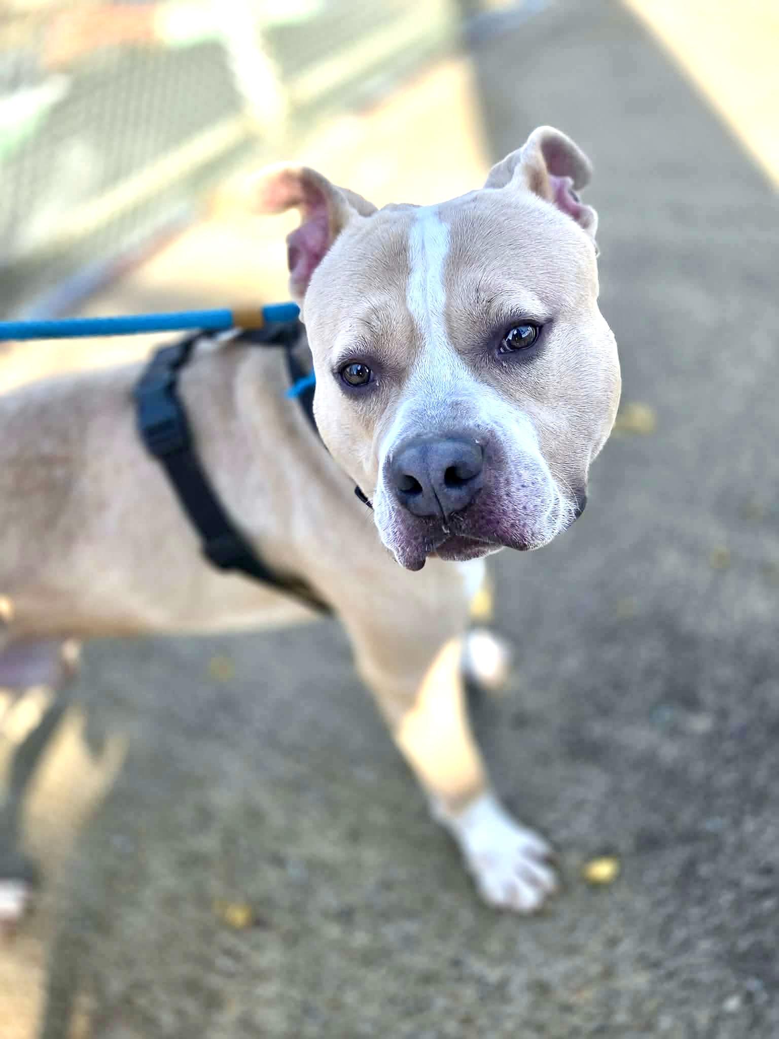 Enlarge Parker , a ADOPTABLE Mixed Breed in McKeesport, PA image 6/6