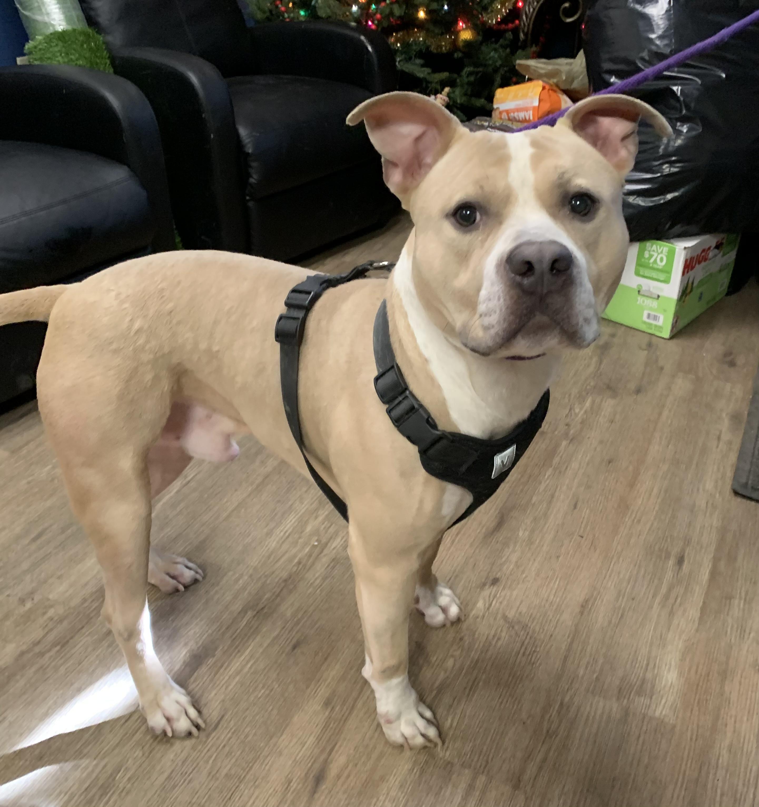 Parker , a ADOPTABLE Mixed Breed in McKeesport, PA image 5/6