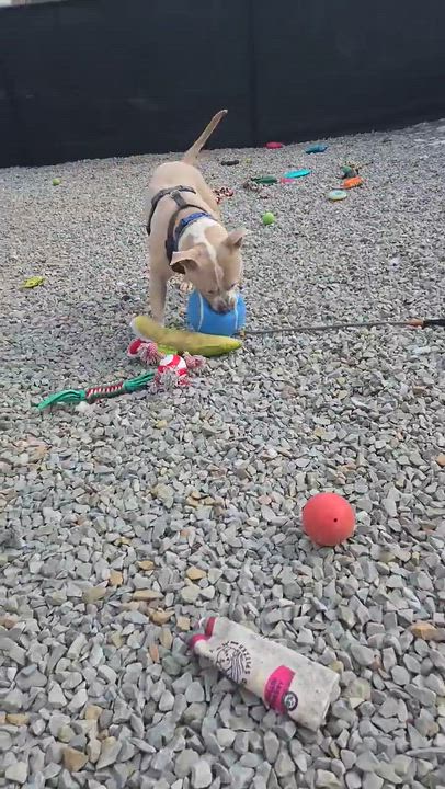 Enlarge Parker , a ADOPTABLE Mixed Breed in McKeesport, PA video 6/6